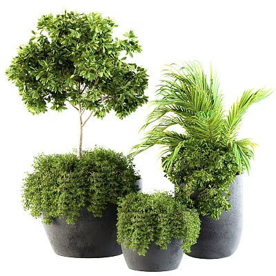Bonsai Potted Plants With Various Green Foliage In Decorative Black Pots 3d model
