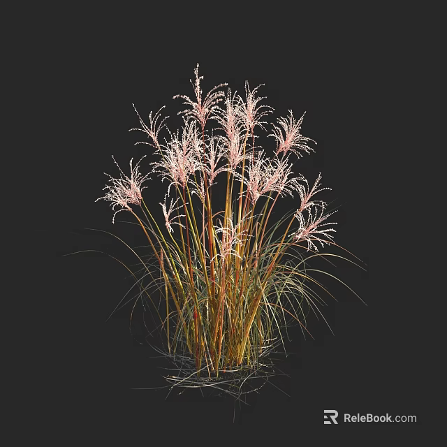 Elegant Pink Ornamental Grass With Slender Stems And Feathery Pink Plumes 3d model 