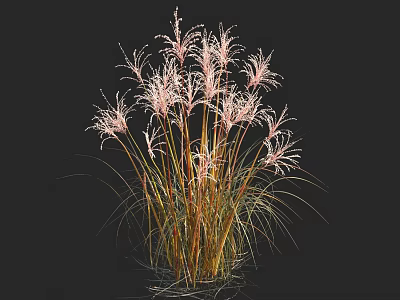 Elegant Pink Ornamental Grass With Slender Stems And Feathery Pink Plumes 3d model