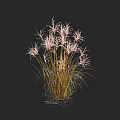 Elegant Pink Ornamental Grass With Slender Stems And Feathery Pink Plumes