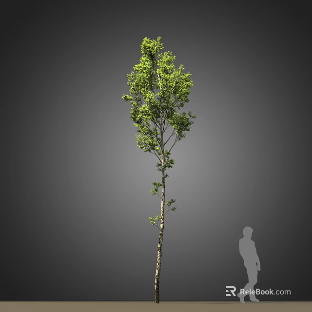 Tall Tree With Green Leaves And Slender Trunk Against Gray Background With Human Silhouette 3d model 