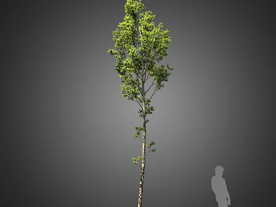 Tall Tree With Green Leaves And Slender Trunk Against Gray Background With Human Silhouette 3d model