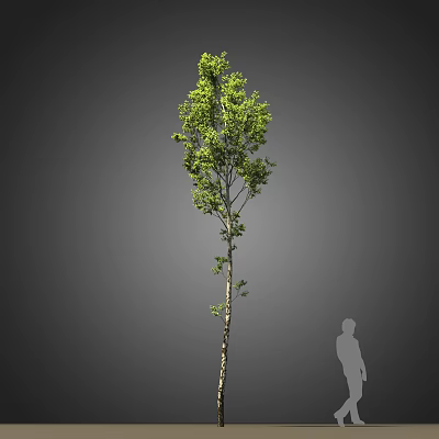 Tall Tree With Green Leaves And Slender Trunk Against Gray Background With Human Silhouette 3d model