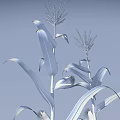 Growing Green Corn Plants With Yellow Tassels And Visible Roots On Light Blue Background