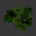 Large Green Leaf Plants In White Pots Arranged On Dark Surface 3d model