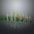 Various Cactus And Succulent Plants With Different Heights Shapes Gray Background