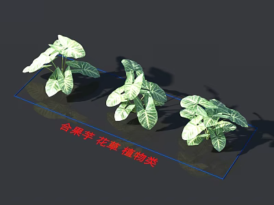 Taijiao Taro Flowering Plants With Green Variegated Leaves As Ornamental Houseplants 3d model