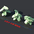 Taijiao Taro Flowering Plants With Green Variegated Leaves As Ornamental Houseplants