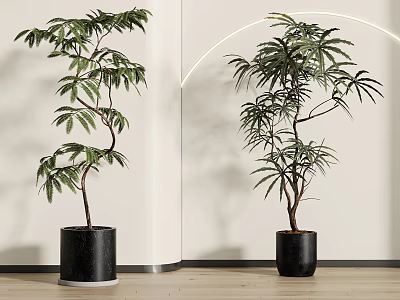 Modern Bonsai Plant With Lush Green Leaves In Black Ceramic Pot For Indoor Decor 3d model