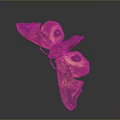 Decorative Butterfly Ornament With Orange Brown Wings And Eye Spots Detail Design