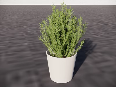 Green Bonsai Plant with Lush Foliage in White Pot on Gray Floor 3d model