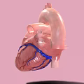 Medical Device Anatomical Heart Model for 3D Visualization in Medical Education
