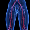 Chest Organs 3D Rendered Anatomical Structure With Blood Vessels And Medical Details
