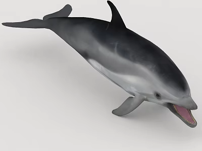 Realistic 3D Dolphin Model With Open Mouth And Sleek Gray Body 3d model