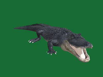 Black Crocodile With Open Mouth And Sharp Teeth On Green Background Showing Fierce Look 3d model
