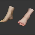 Realistic Human Feet Organ Structure With Detailed Toes Fine Hair And Smooth Skin Surface