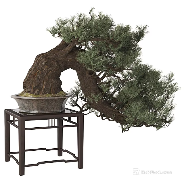 Pine Bonsai Tree with Curved Trunk Lush Foliage on Dark Wooden Stand Gray Textured Pot 3d model 