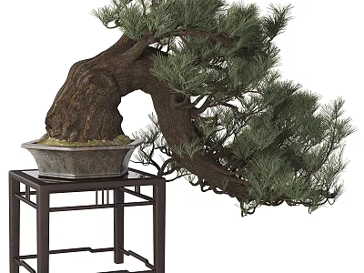 Pine Bonsai Tree with Curved Trunk Lush Foliage on Dark Wooden Stand Gray Textured Pot 3d model