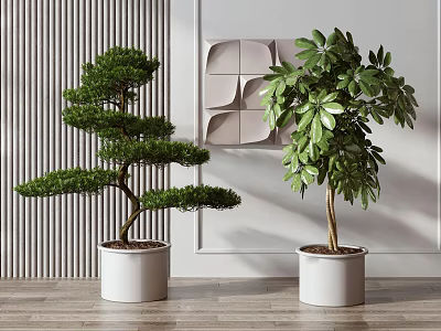 Bonsai Pine And Green Leaf Plants In White Planters For Modern Interior Decor 3d model