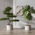 Bonsai Pine And Green Leaf Plants In White Planters For Modern Interior Decor