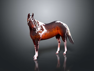 Realistic Detailed Brown and White Horse Standing on Dark Background With Reflection 3d model