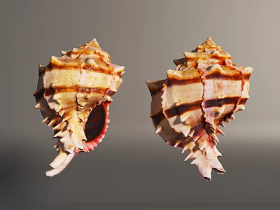 Two Aquatic Conchs with Spiral Shells and Brown White Striped Texture 3d model