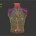 Human Thoracic Cavity Anatomical Model With Heart Blood Vessels And Rib Cage