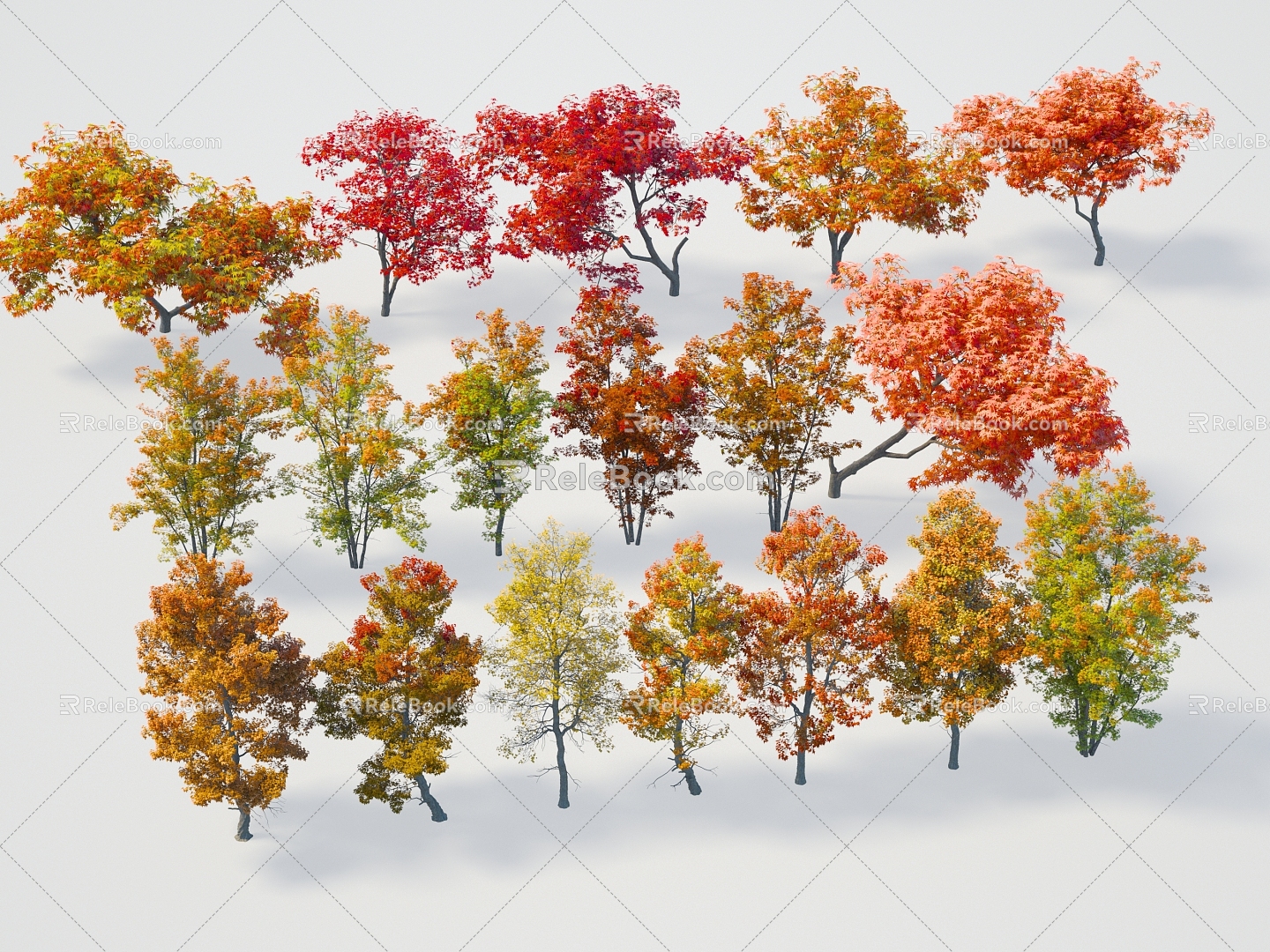 Modern Tree Maple Triangular Maple Acer Claw Acer Silver White Acer Color Tree Plant Tree Maple Acer Claw Acer Silver White Acer Color Tree 3d model