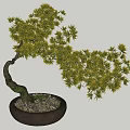 potted modeling tree 3d model