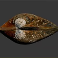 Brown And Orange Striped Clam Shell With Shiny Exterior Isolated On Dark Background