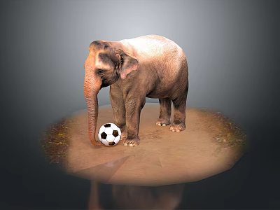 Elephant Playing with Black and White Soccer Ball on Sandy Ground 3d model