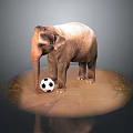 Elephant Playing with Black and White Soccer Ball on Sandy Ground