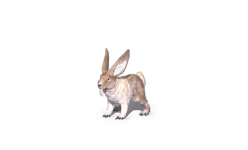 wild animals rabbit hare 3d model