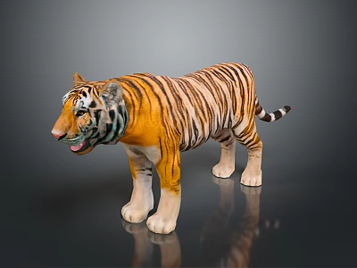 Realistic 3D Tiger Model With Orange Stripes White Belly Open Mouth And Gray Background 3d model