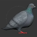 Gray Pigeon With Green Iridescent Neck And Red Feet Standing On Dark Background