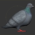 Modern pigeon domestic pigeon racing pigeon short-range pigeon 3d model