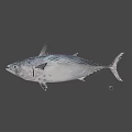 Fresh Whole Tuna Fish with Shiny Silver Scales and Firm Flesh for Seafood Meals