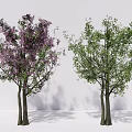 Two Tall Trees With Blooming Purple Flowers And Lush Green Leaves