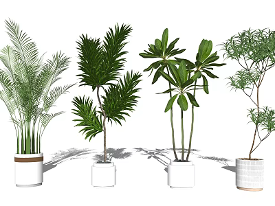 Various Indoor Potted Plants With Lush Foliage In White Ceramic Pots 3d model