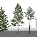 Various Arbor Tree Species With Diverse Foliage And Trunk Structures Displayed 3d model