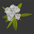 Beautiful White Flowers With Fresh Green Leaves In Orange Pot And Flower Bud
