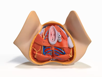 Pelvic Organs Anatomical Model Displaying Muscular Layers And Blood Vessels 3d model