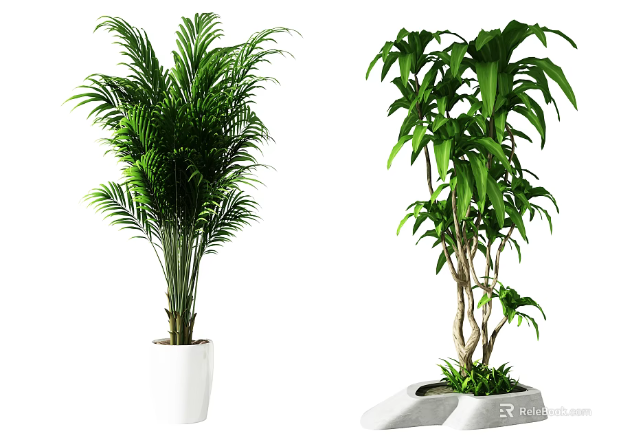 Potted Plants with Feathery Leaves in White Pot and Broad Leaves in Stone Container 3d model 