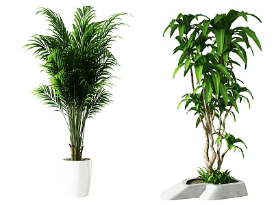Potted Plants with Feathery Leaves in White Pot and Broad Leaves in Stone Container 3d model