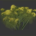 Green Plant with Slender Stems and Small Round Buds Clustered in Dark Background with Reflection