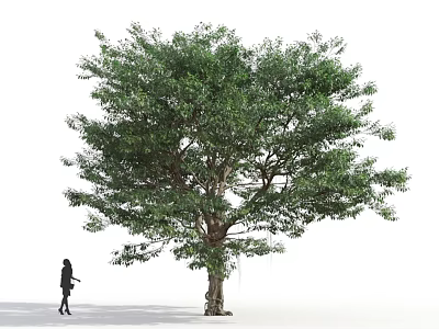 Tall Tree With Lush Green Foliage Full Canopy And Thick Trunk Near Walking Person 3d model