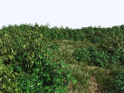 Lush Green Plants And Dense Bushes Thriving In Natural Grass Field 3d model