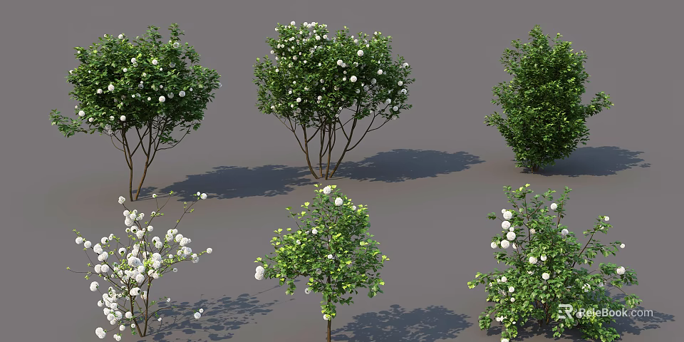 Various Types of Flowering Arbor Trees With White Blooms and Green Foliage in Garden 3d model 