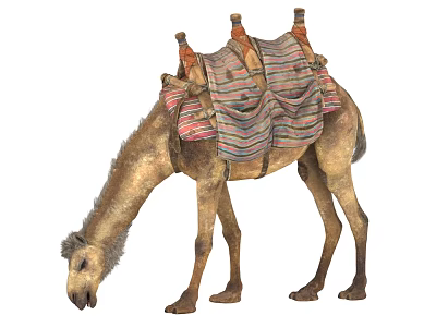 Detailed Realistic Camel Standing In White Background With Colorful Saddle And Decorative Cloth 3d model