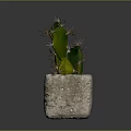 Green Spiky Cactus Plant In Square Stone Pot On Dark Surface